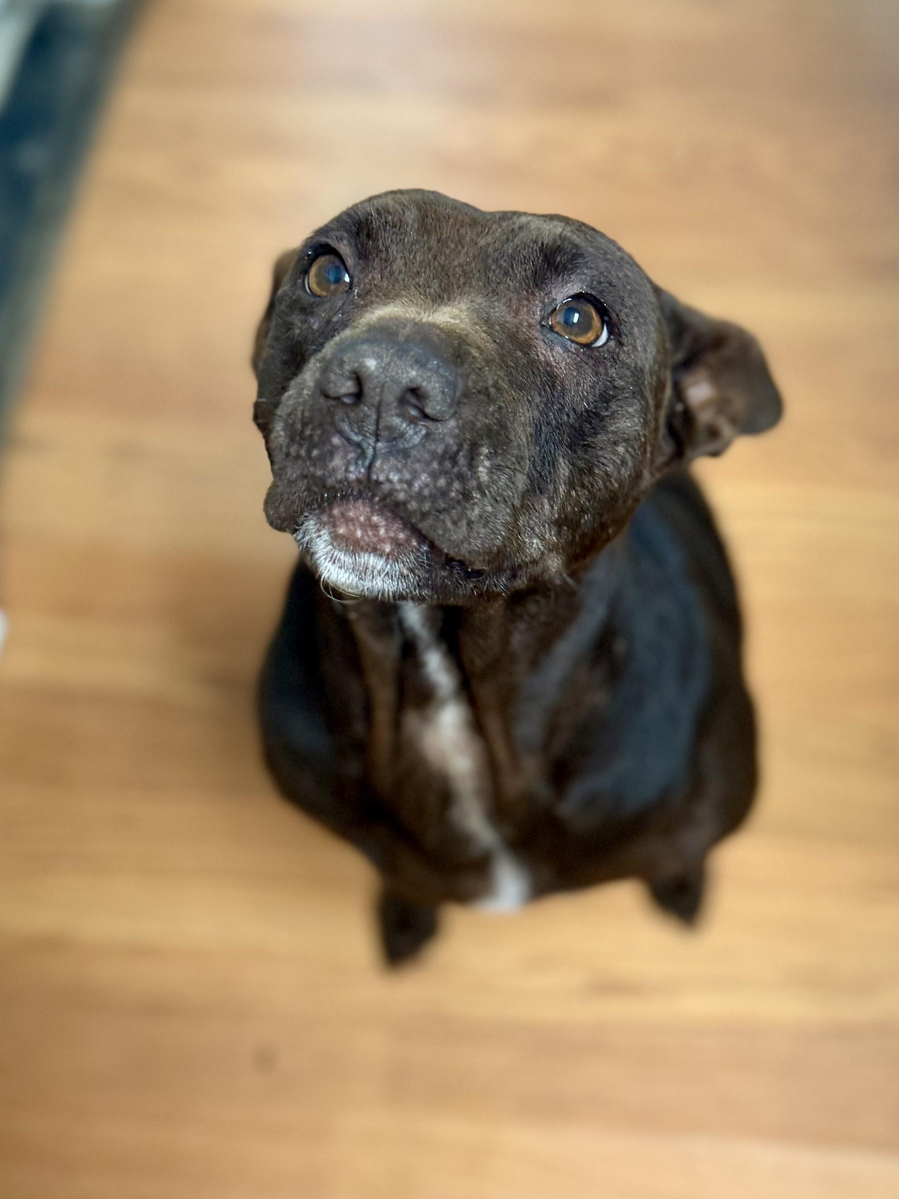 Brownie, Adoptable, Adult Female Chocolate Labrador Retriever & Pit Bull Terrier.