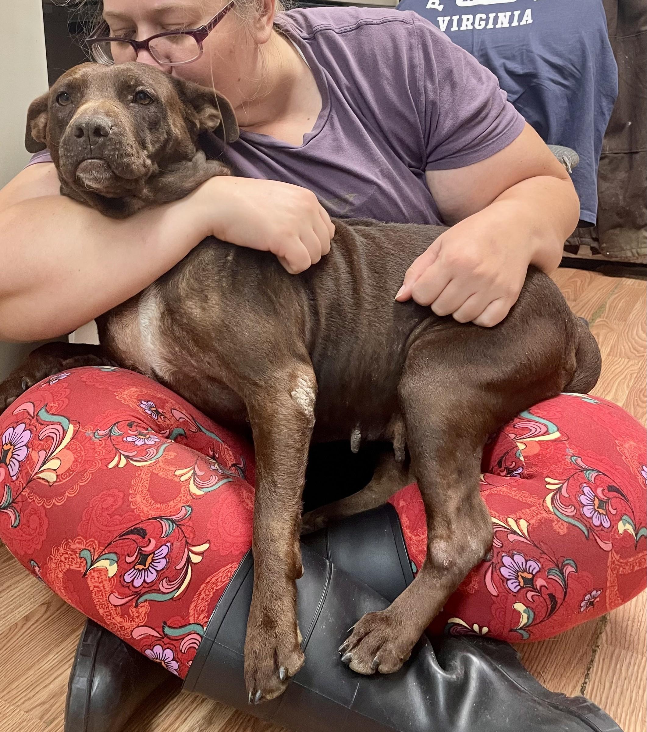 Enlarge Brownie, a Adoptable mixed breed in Petersburg, VA image 3/6