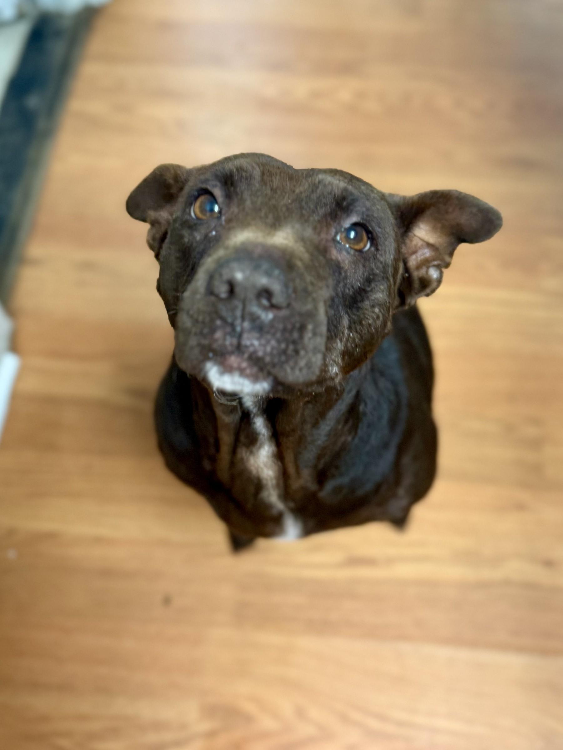 Enlarge Brownie, a Adoptable mixed breed in Petersburg, VA image 4/6