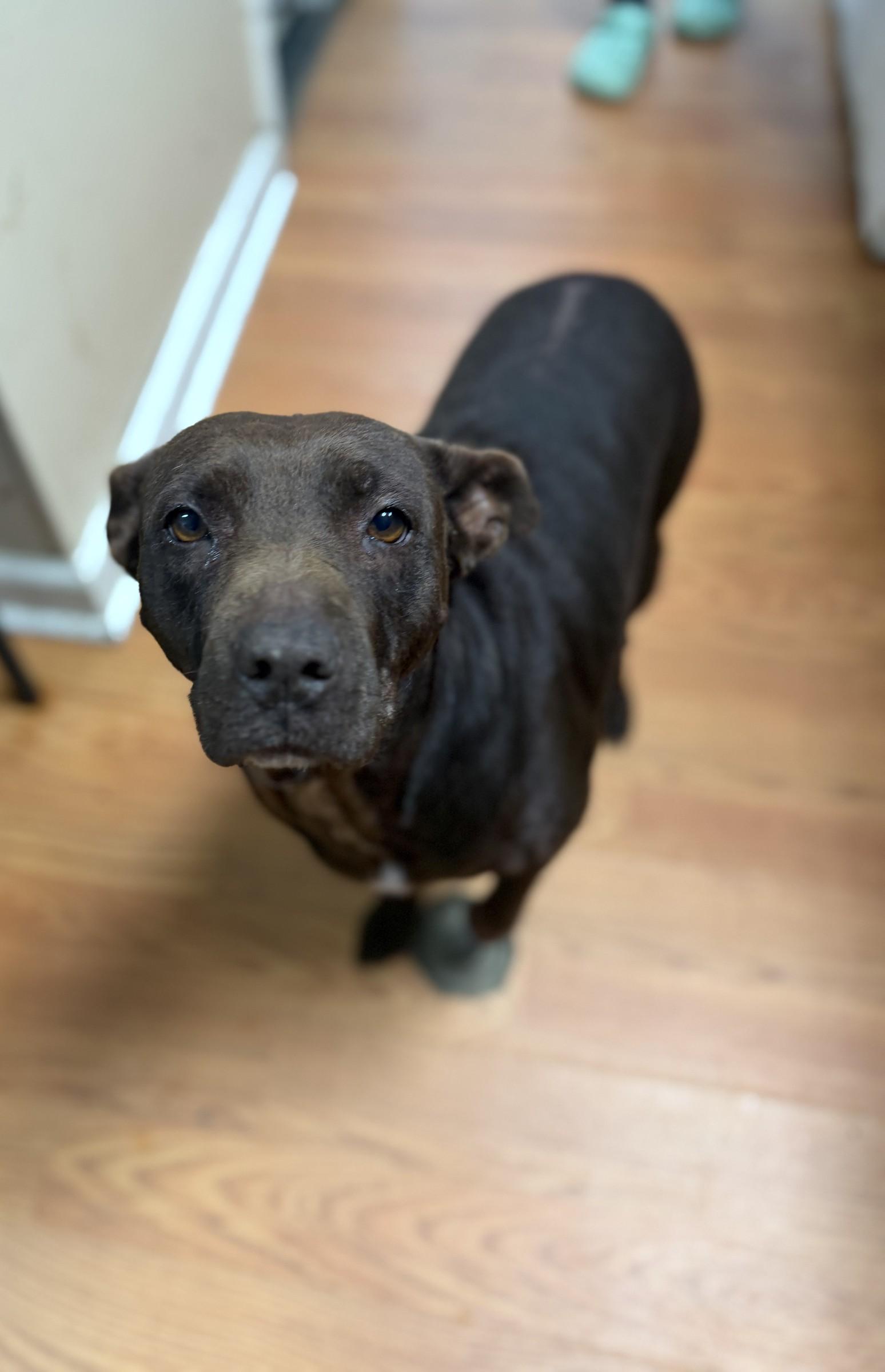Enlarge Brownie, a Adoptable mixed breed in Petersburg, VA image 2/6