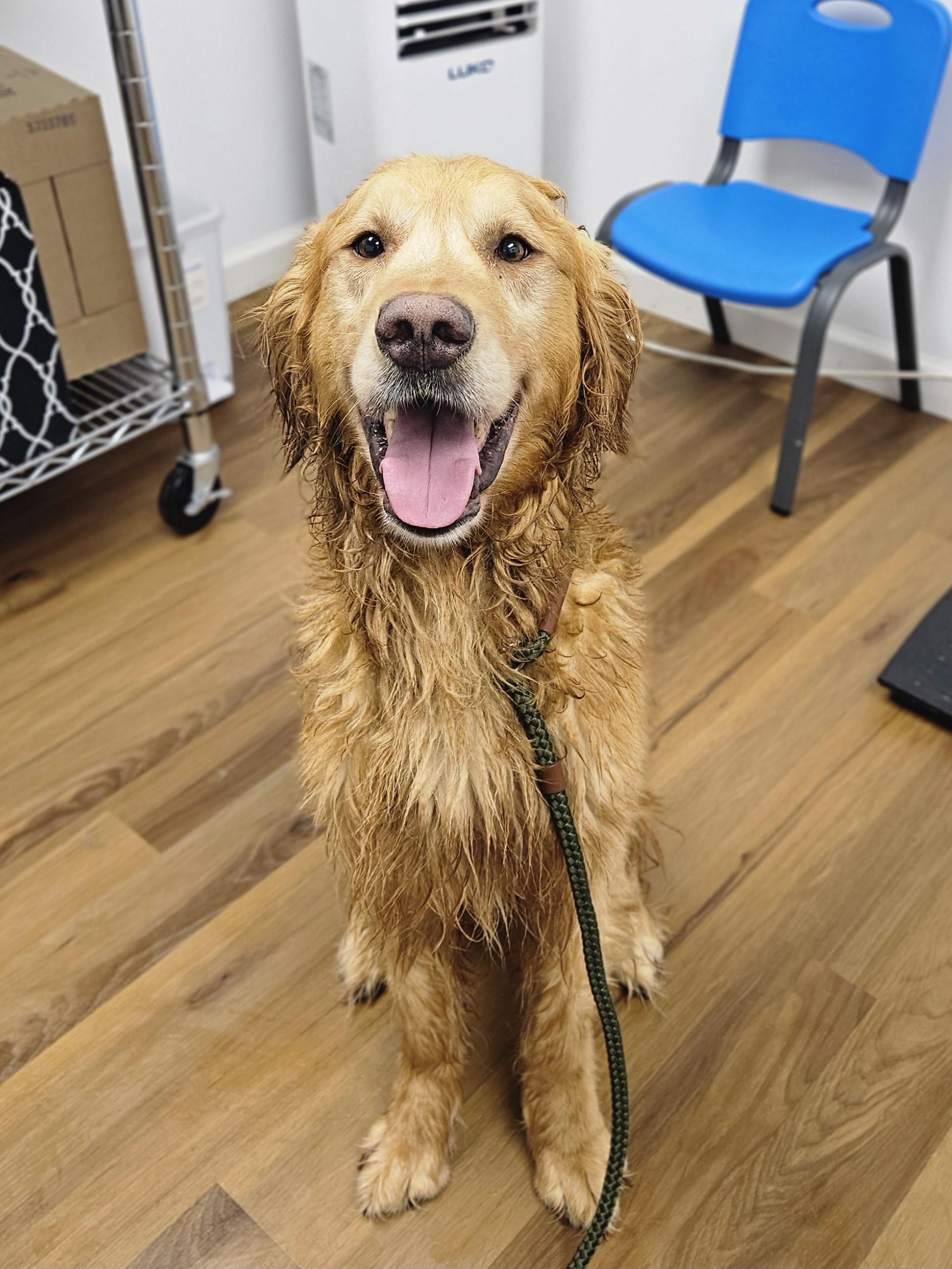 SIMBA 425, ADOPTABLE, Adult Male Golden Retriever.
