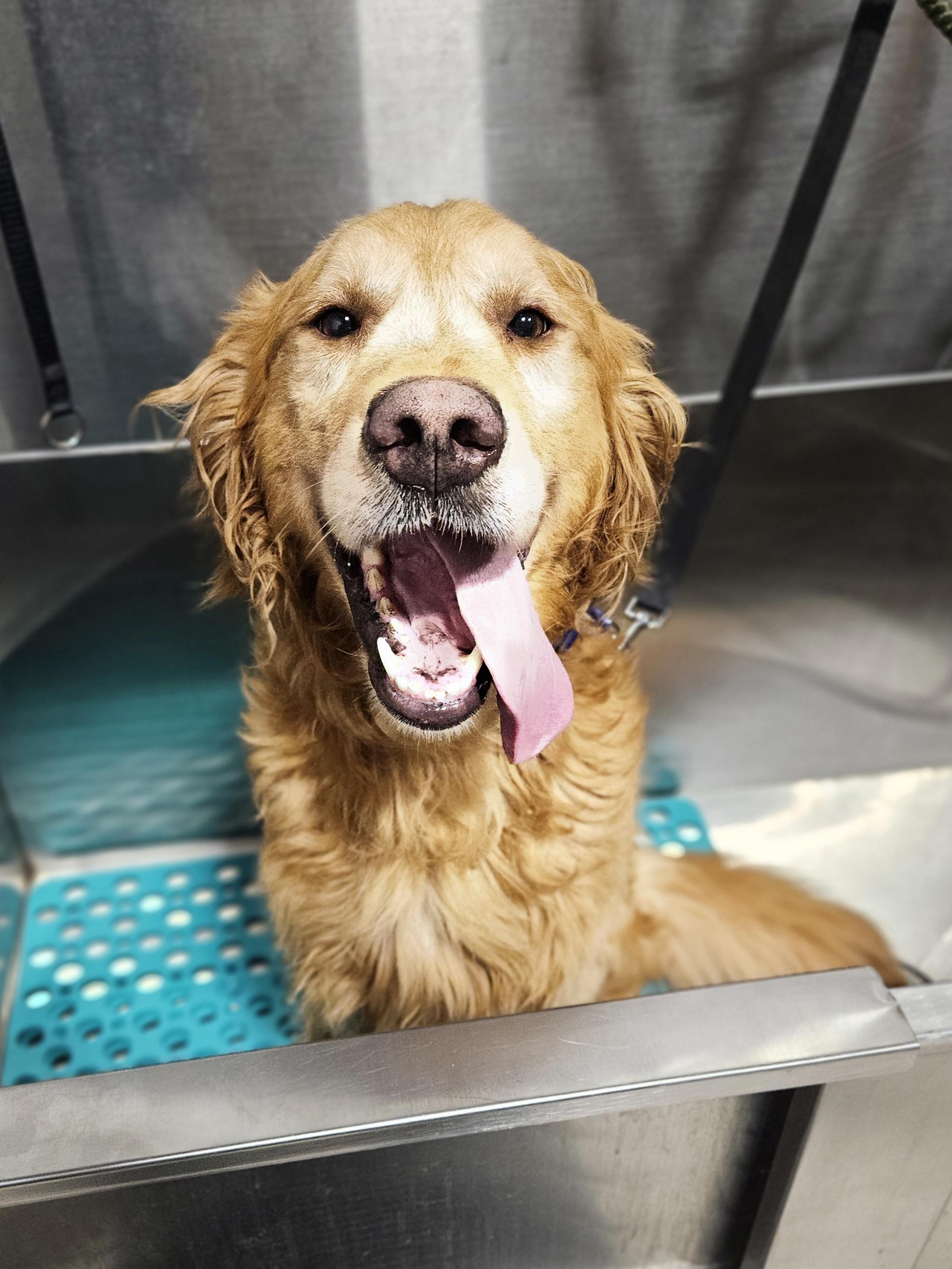 Enlarge SIMBA 425, a ADOPTABLE Golden Retriever in Milwaukee, WI image 6/6