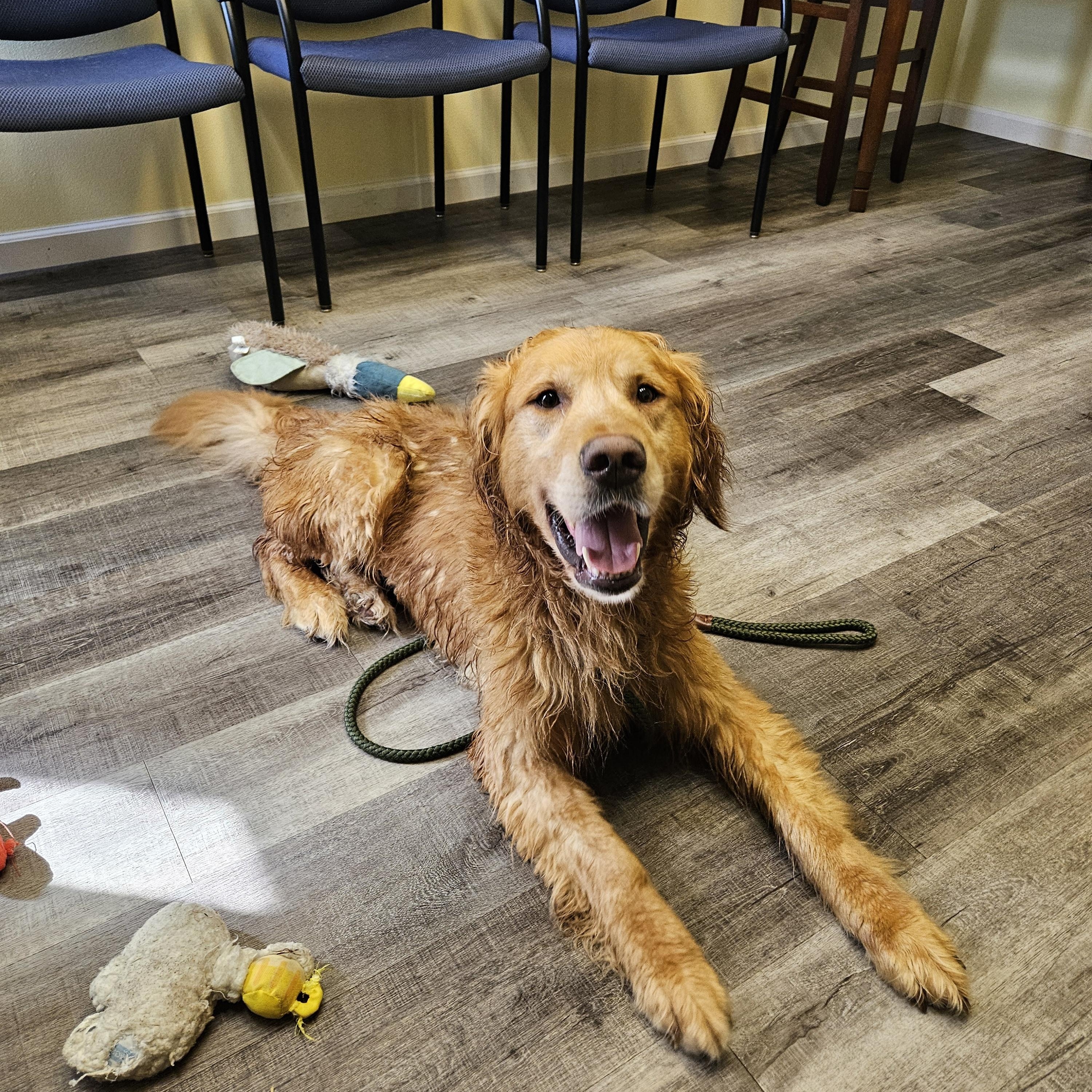 Enlarge SIMBA 425, a ADOPTABLE Golden Retriever in Milwaukee, WI image 4/6