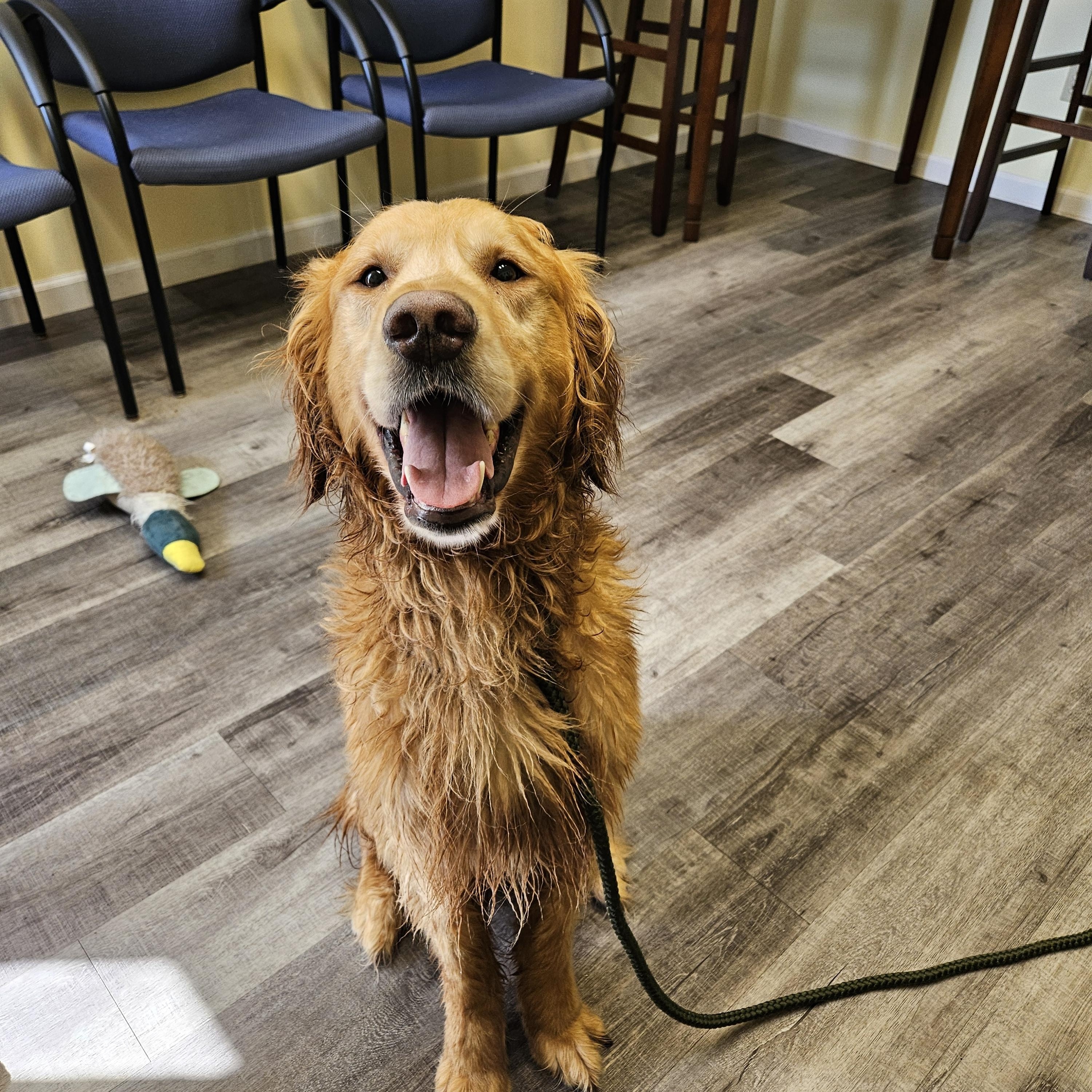 Enlarge SIMBA 425, a ADOPTABLE Golden Retriever in Milwaukee, WI image 5/6