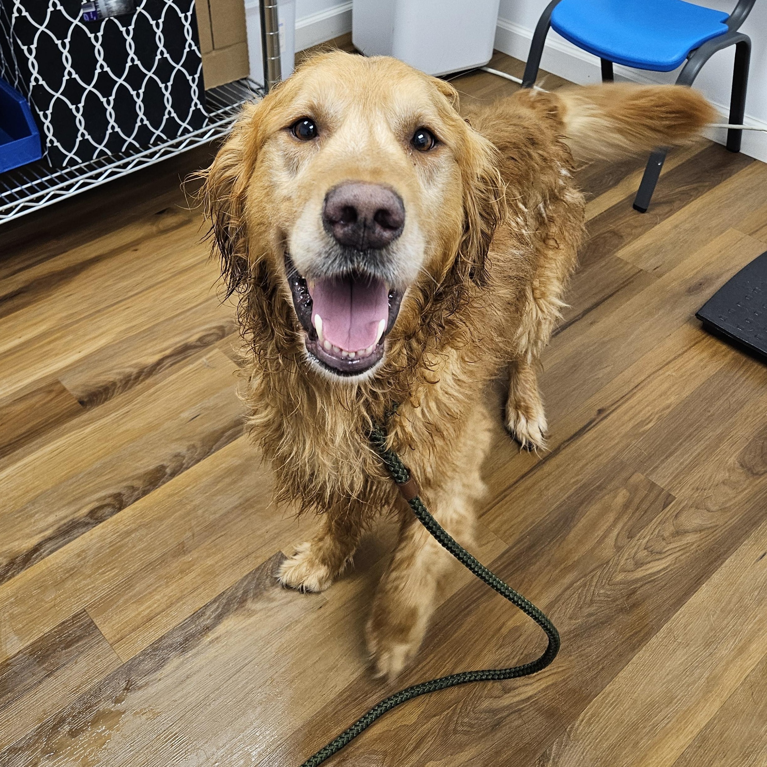 Enlarge SIMBA 425, a ADOPTABLE Golden Retriever in Milwaukee, WI image 2/6