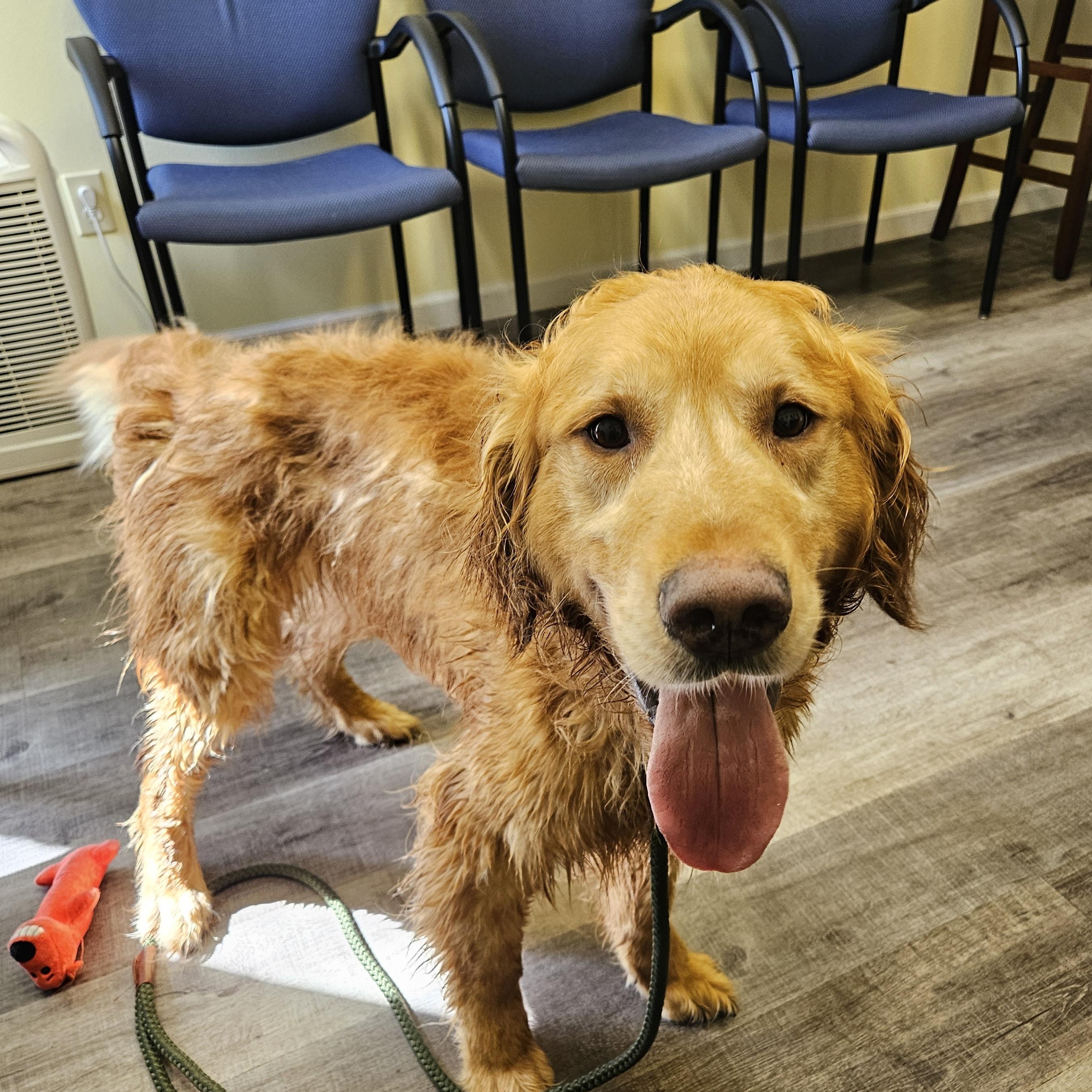 Enlarge SIMBA 425, a ADOPTABLE Golden Retriever in Milwaukee, WI image 3/6