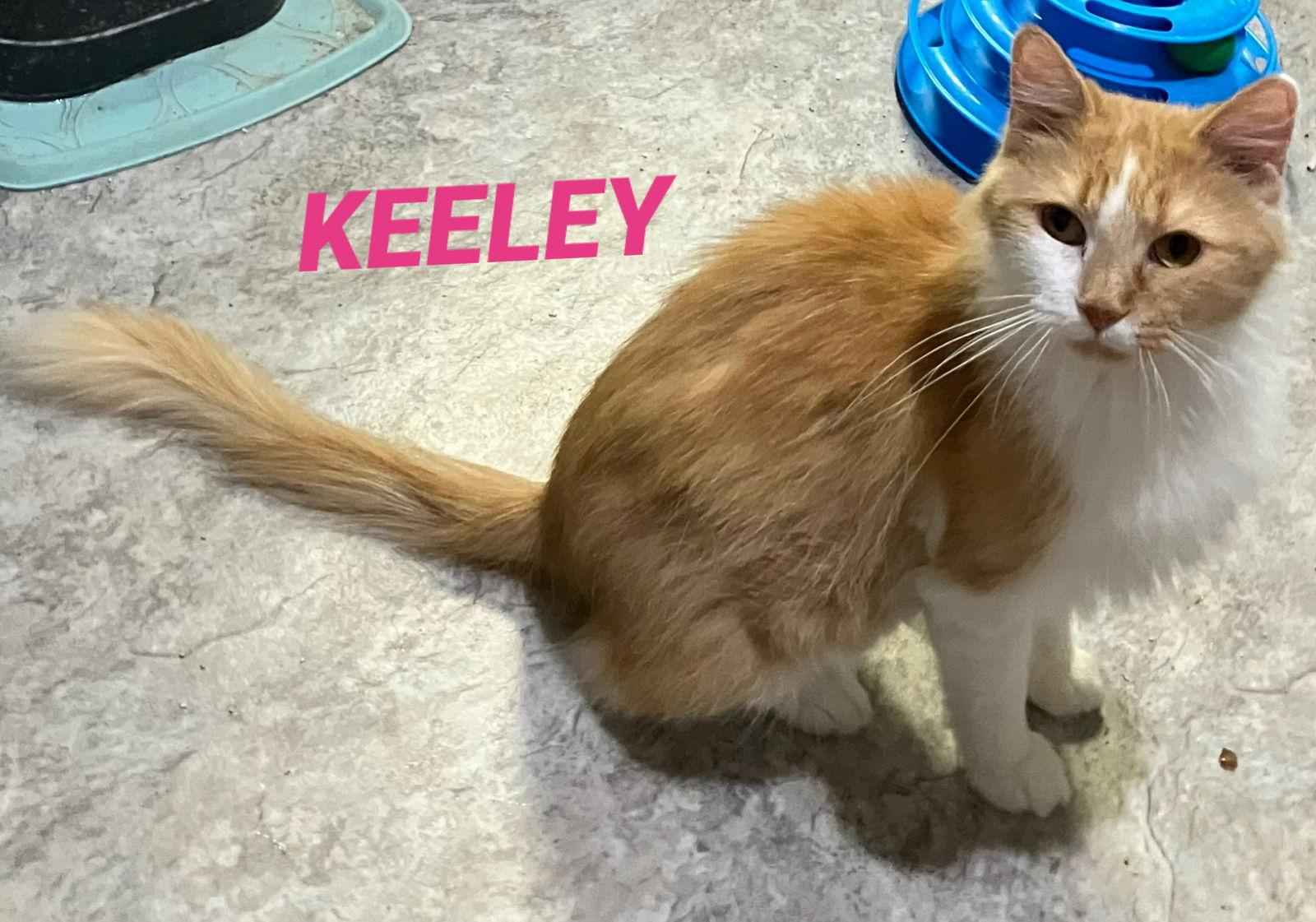 Enlarge Keeley - Orange & White Long Hair - Foster Care, a Adoptable Domestic Long Hair in Mitchell, SD image 1/1