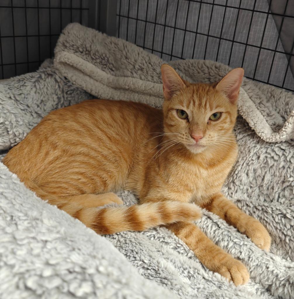 Poppy, Adoptable, Young Female Domestic Short Hair.