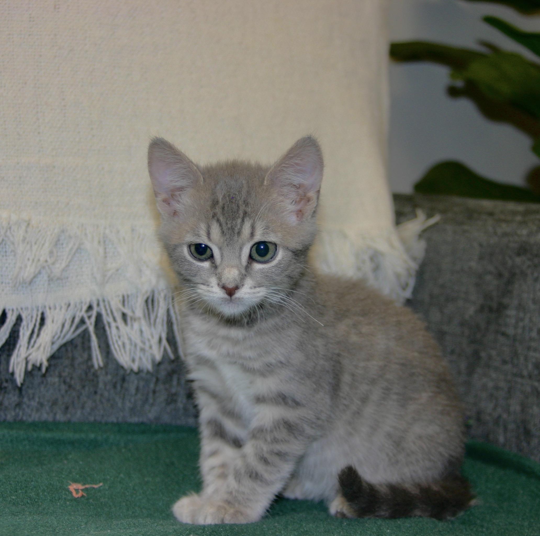 Serafina, a ADOPTABLE Tabby in Tallahassee, FL image 3/4