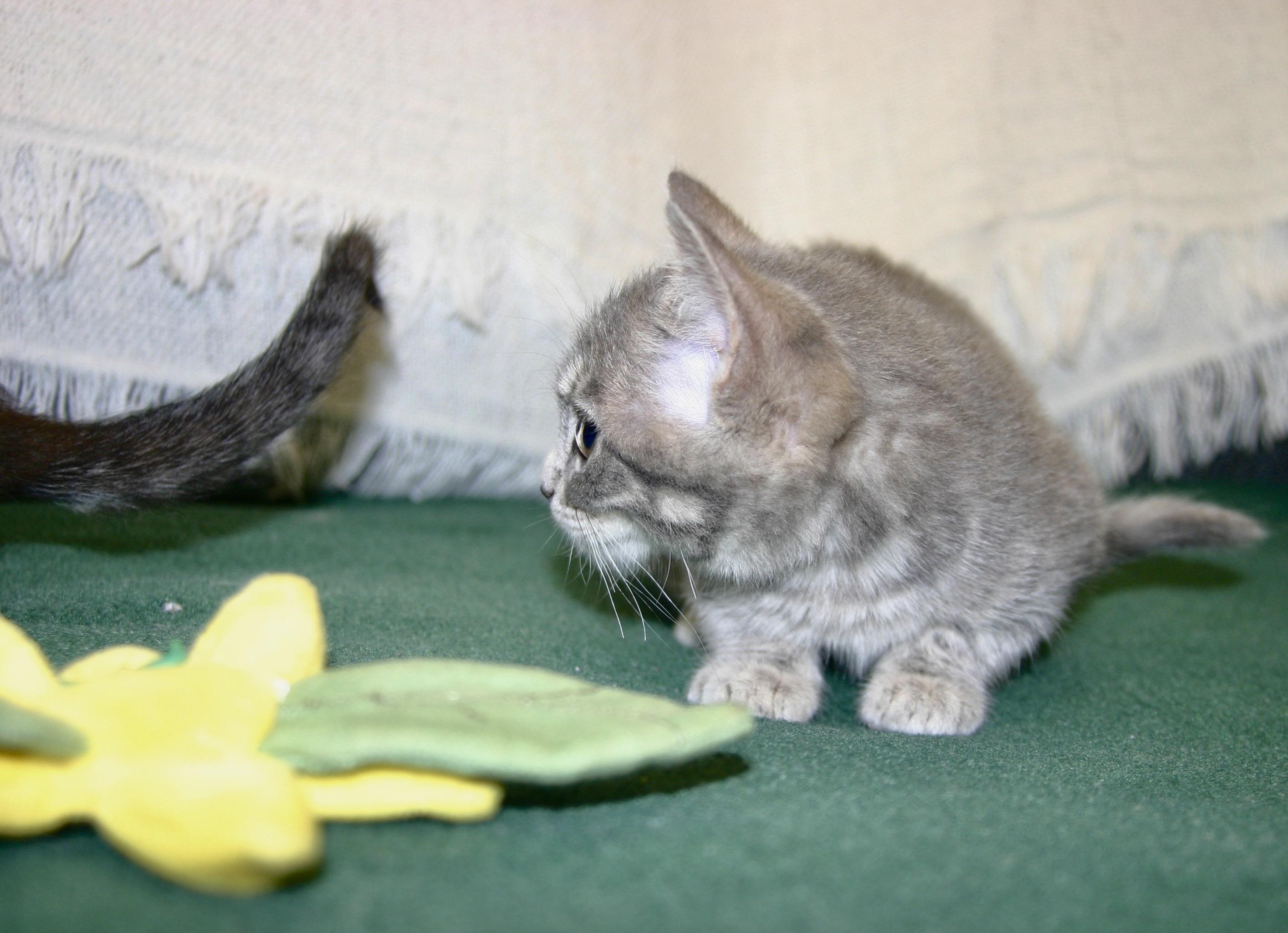 Serafina, a ADOPTABLE Tabby in Tallahassee, FL image 2/4
