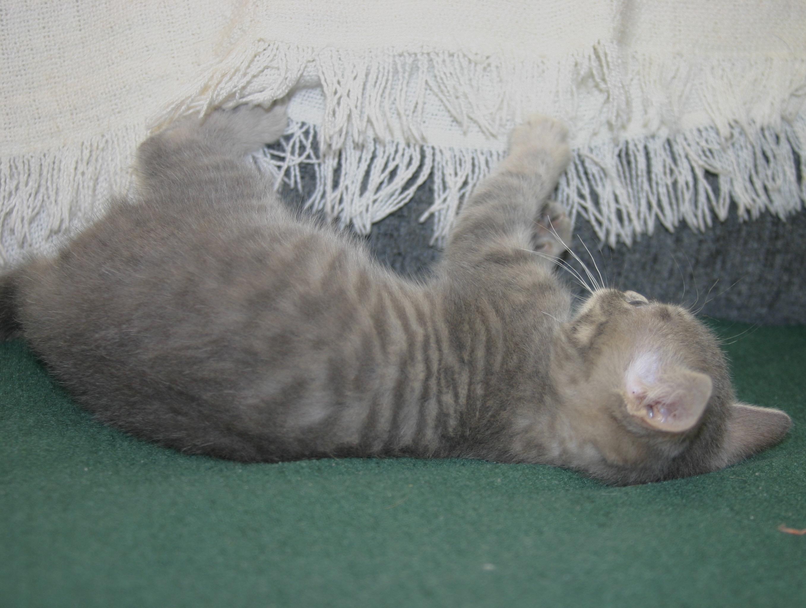 Serafina, a ADOPTABLE Tabby in Tallahassee, FL image 4/4