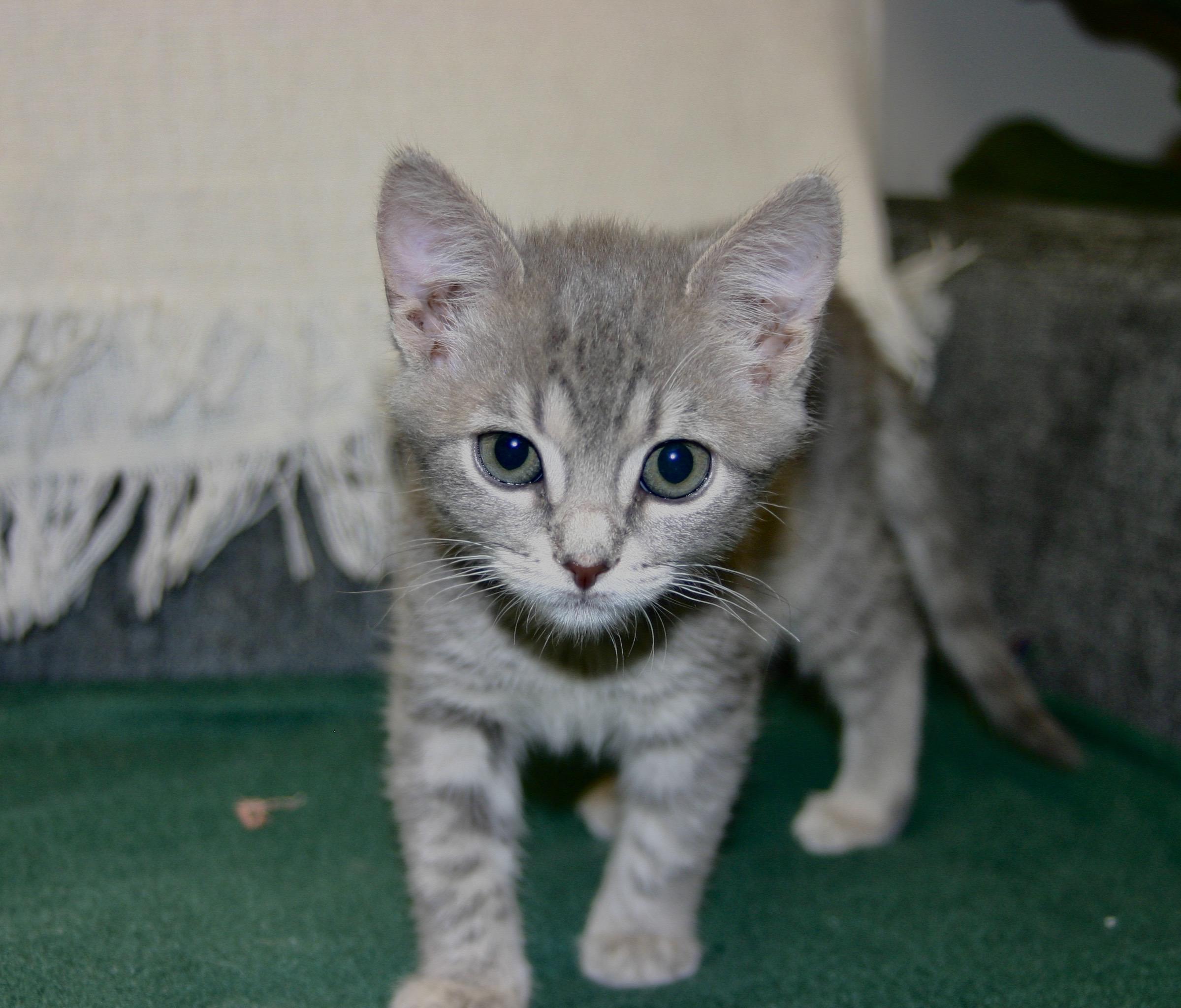 Serafina, ADOPTABLE, Kitten Female Tabby.