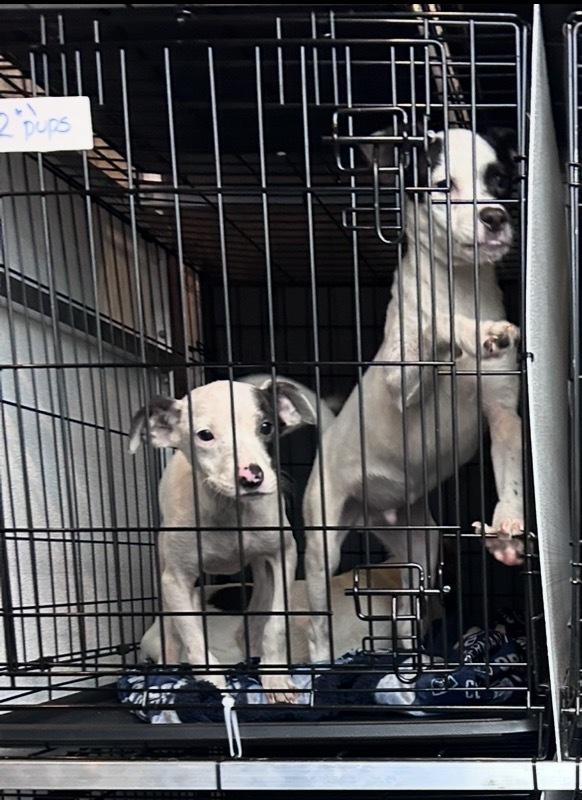 Abby — thumbnail 3