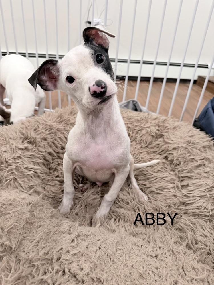 Abby — thumbnail 4