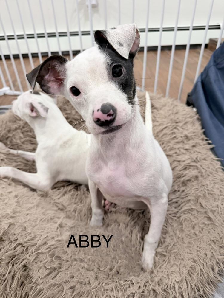 Abby — thumbnail 5