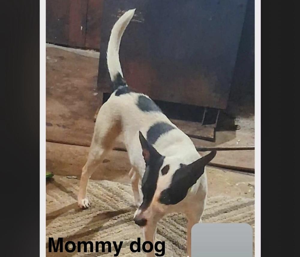 Abby — thumbnail 6