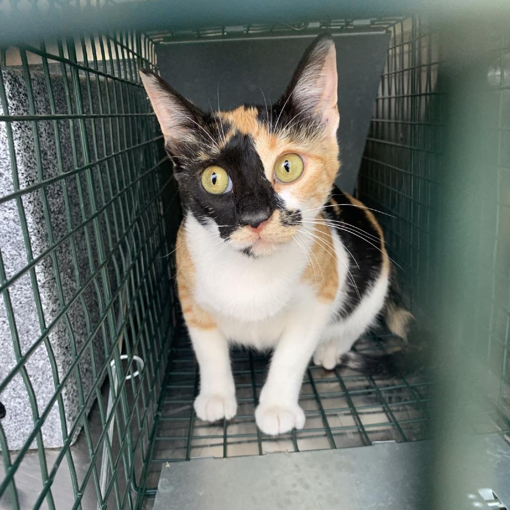 Carrie, a Adoptable Domestic Short Hair in Buchanan Dam, TX image 2/2