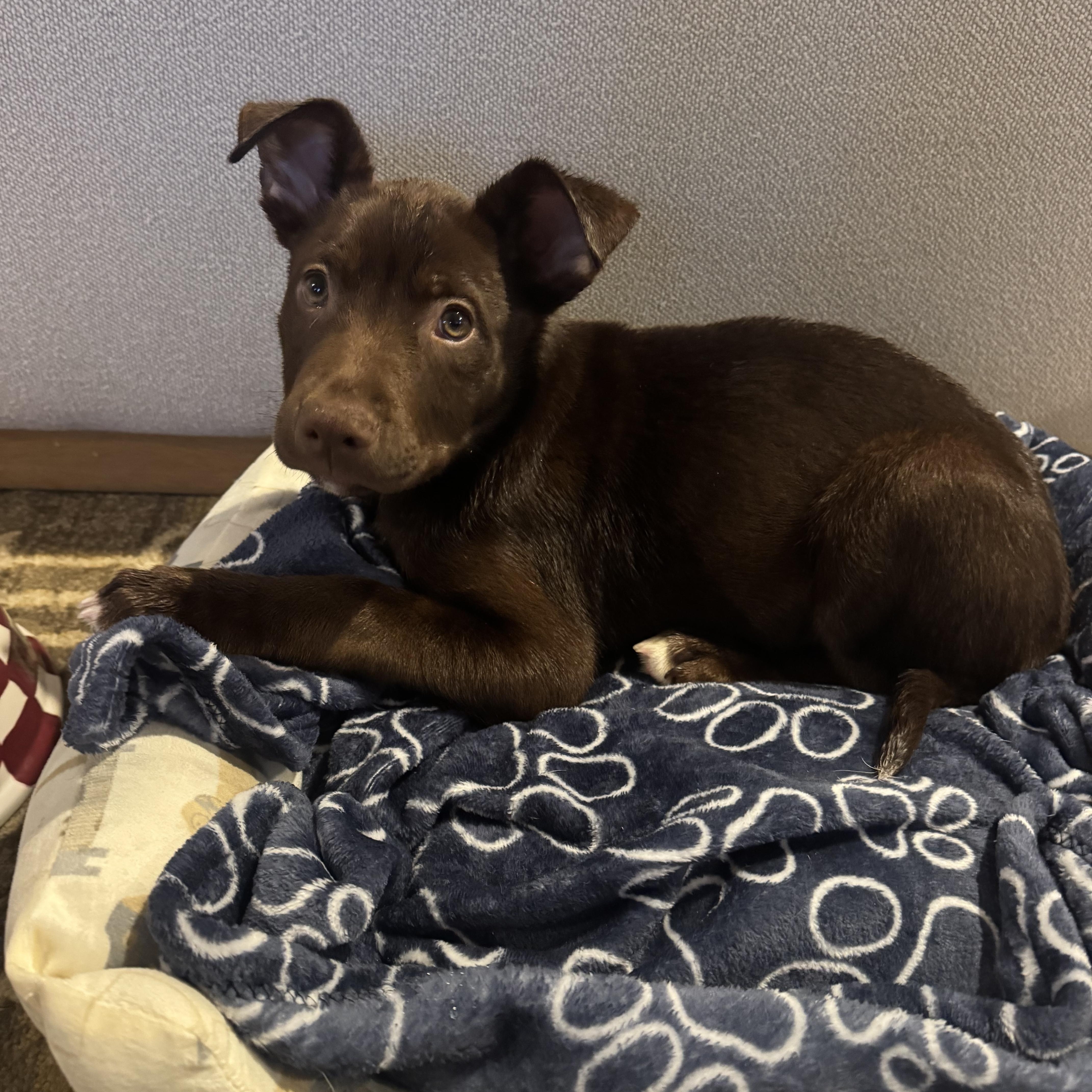 Leaf, adopted, Puppy Male Australian Kelpie.