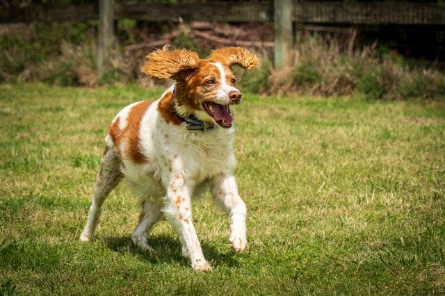 TN/Honey, Adoptable, Senior Female Brittany Spaniel.