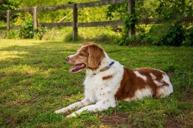 Enlarge TN/Honey, a Adoptable Brittany Spaniel in Memphis, TN image 2/3