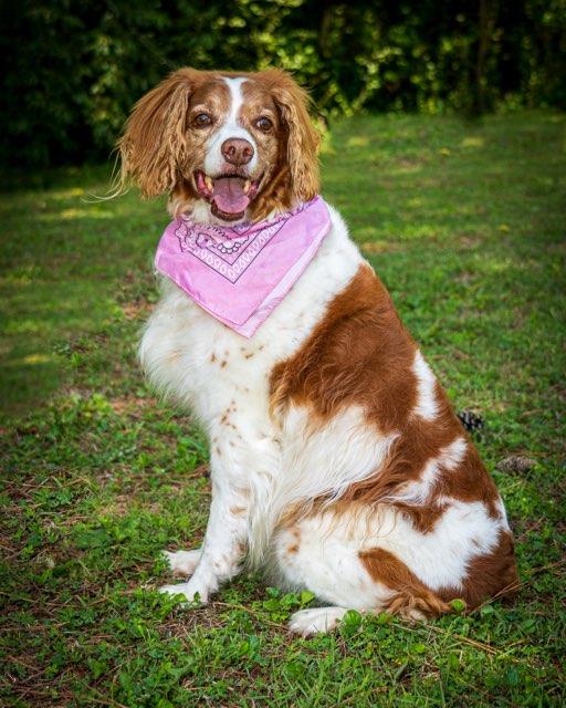 Enlarge TN/Honey, a Adoptable Brittany Spaniel in Memphis, TN image 3/3