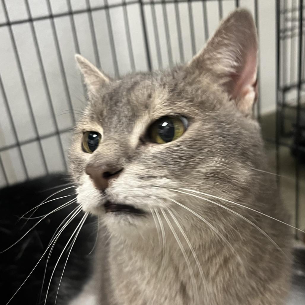 Enlarge Half-Pint, a Adoptable Domestic Short Hair in Harrisonburg, VA image 1/3