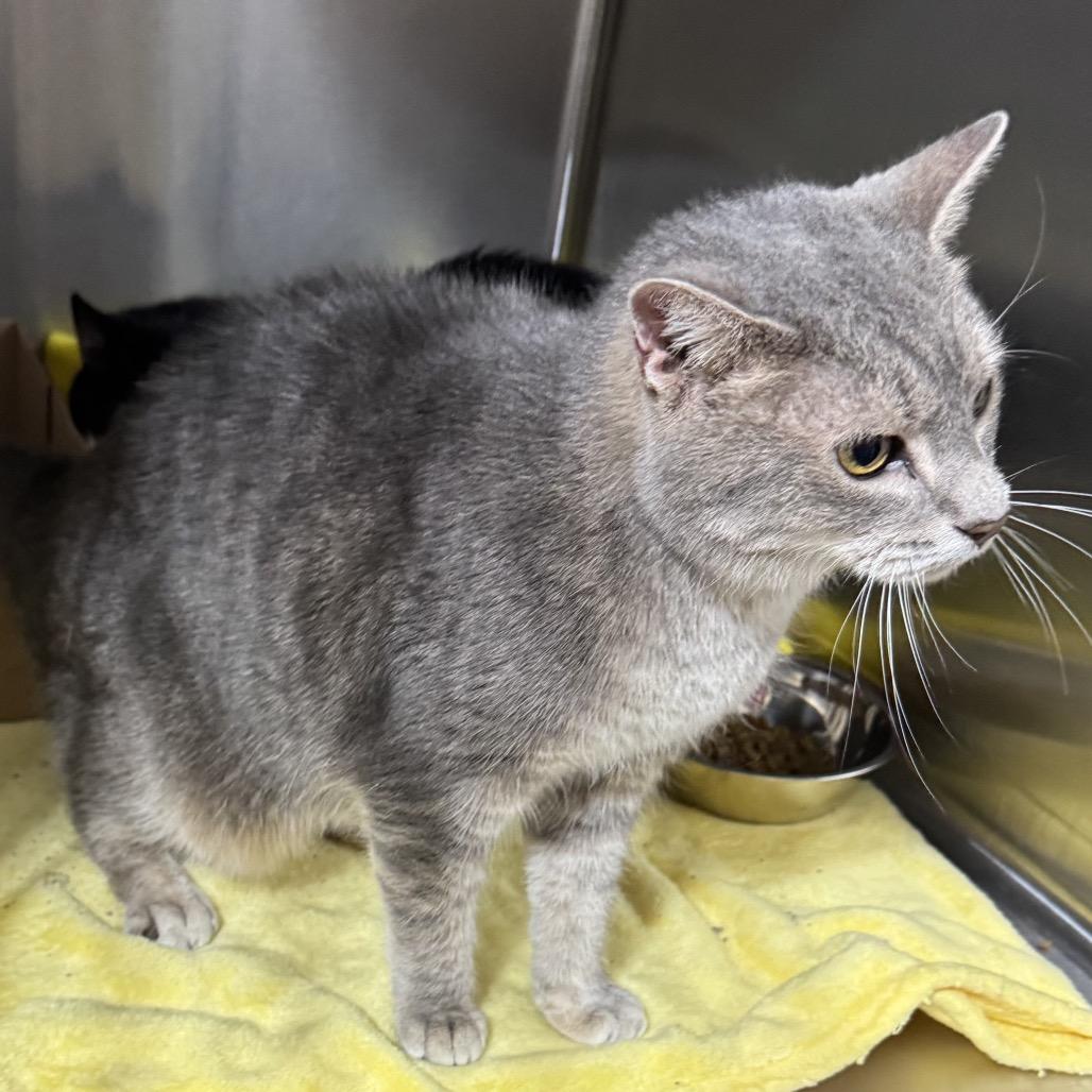 Enlarge Half-Pint, a Adoptable Domestic Short Hair in Harrisonburg, VA image 2/3