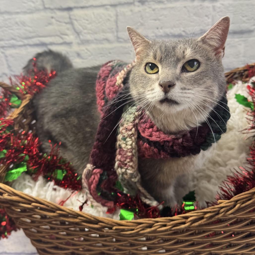 Enlarge Half-Pint, a Adoptable Domestic Short Hair in Harrisonburg, VA image 3/3