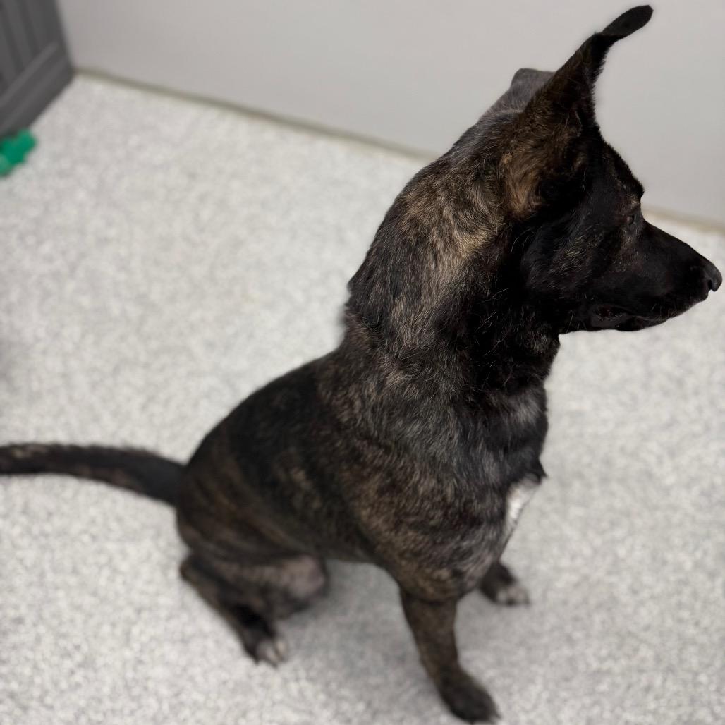 Kash, a Adoptable Dutch Shepherd in Monticello, IA image 2/6