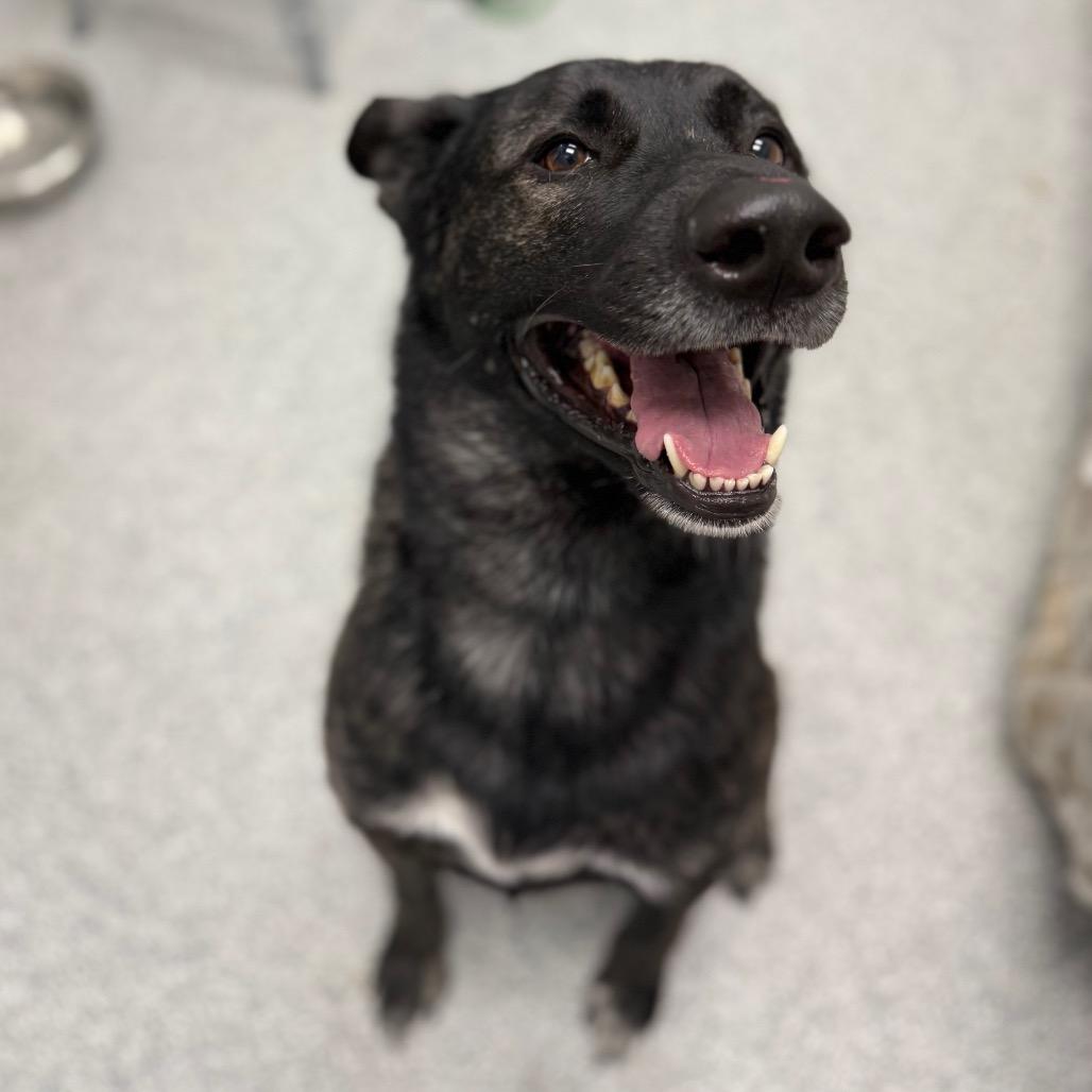 Kash, a Adoptable Dutch Shepherd in Monticello, IA image 4/6