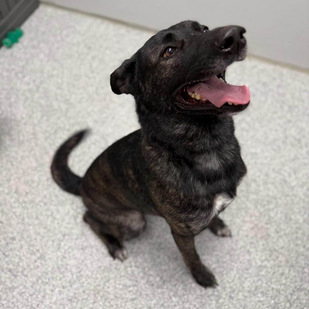 Kash, a Adoptable Dutch Shepherd in Monticello, IA image 5/6