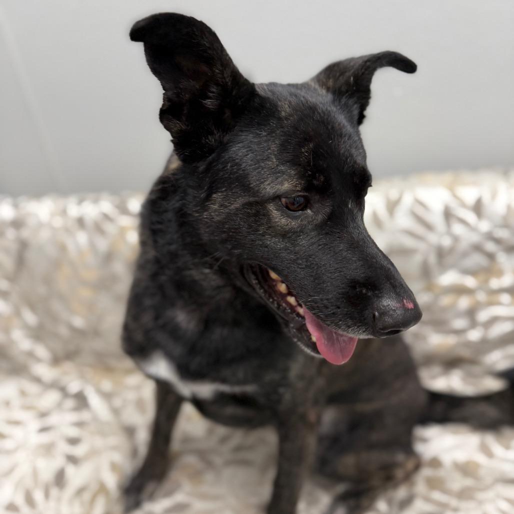 Kash, a Adoptable Dutch Shepherd in Monticello, IA image 6/6