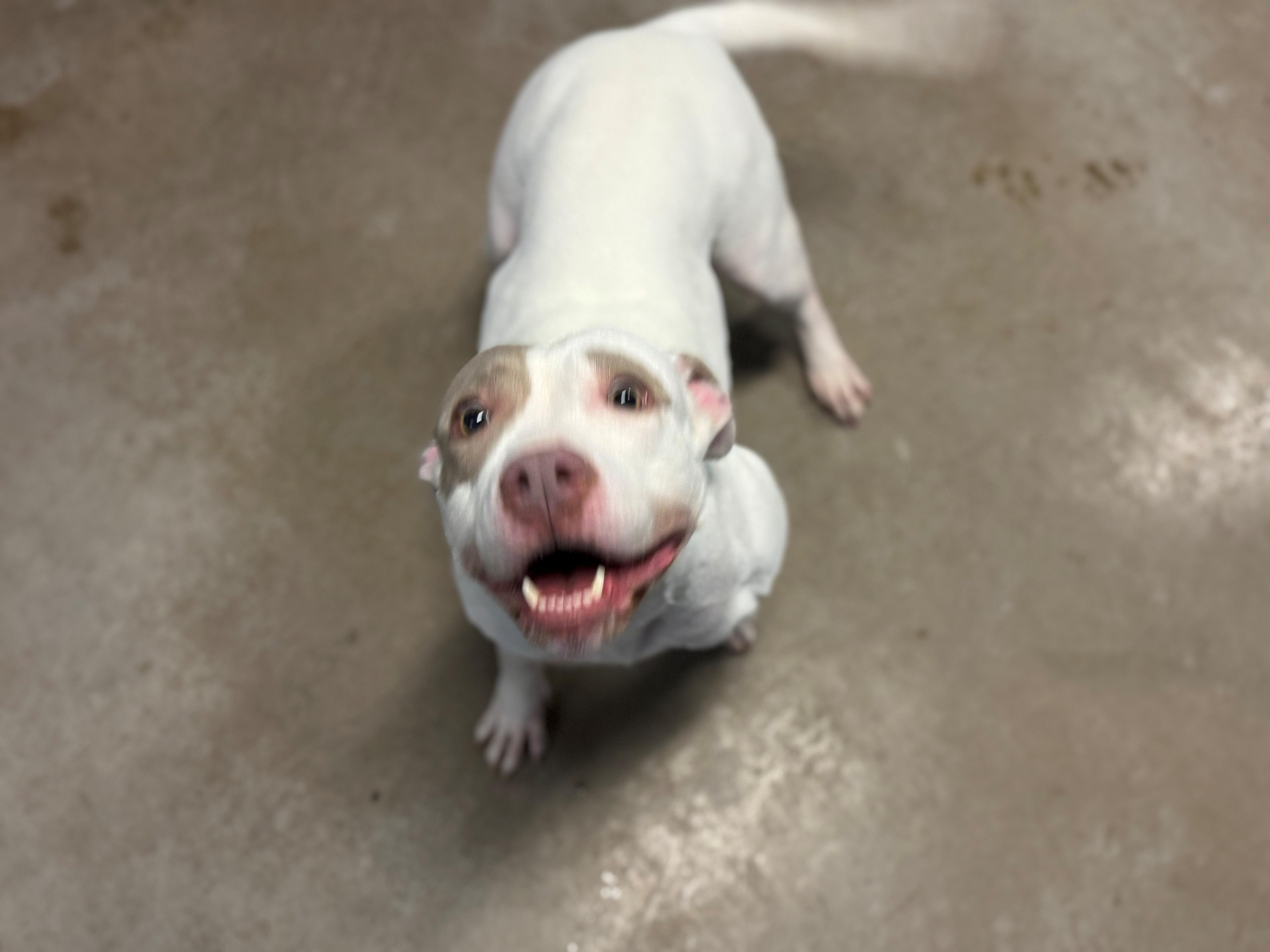 Enlarge Wanda 4090, an adoptable mixed breed in Phoenix, AZ image 3/5