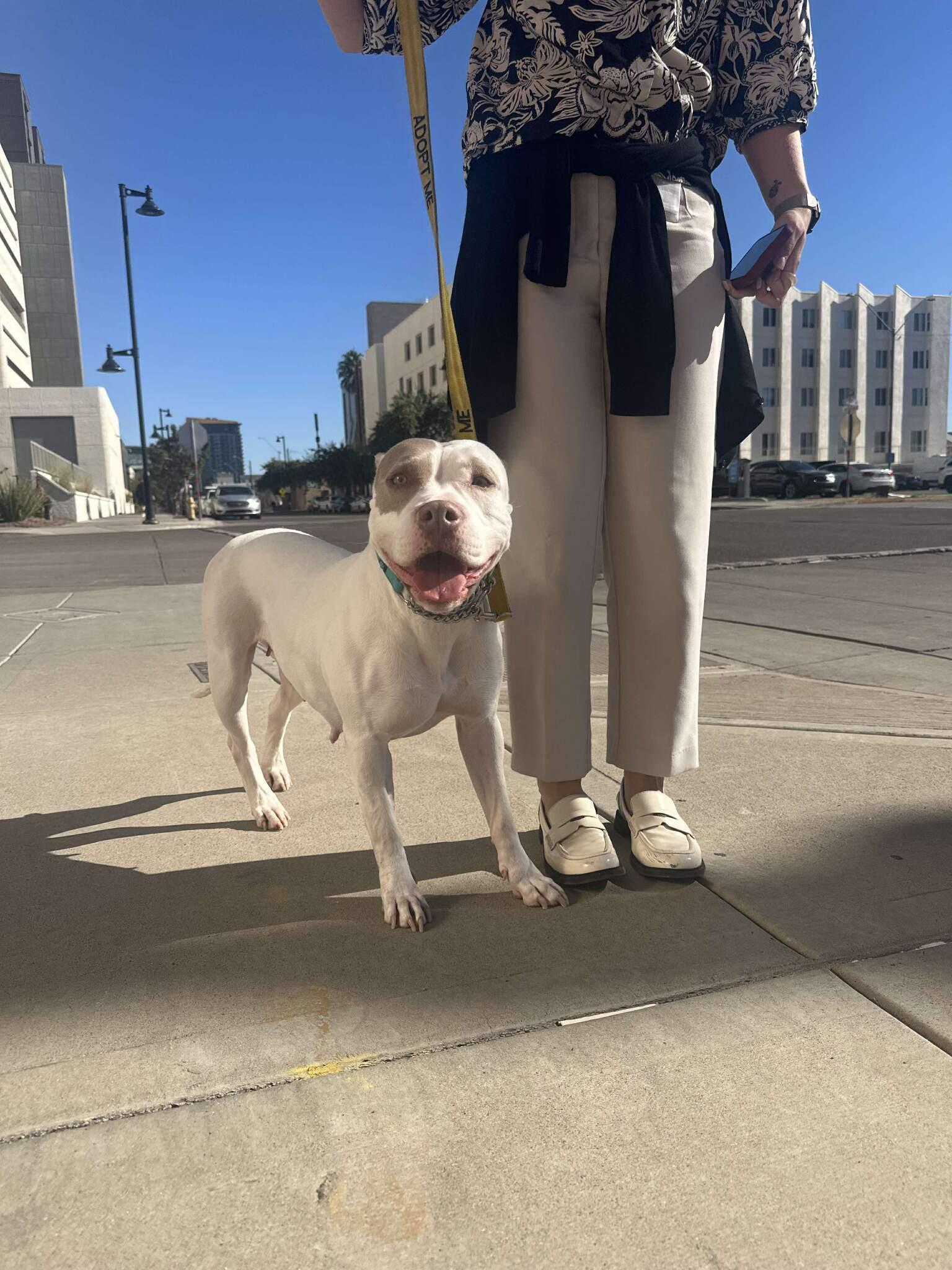 Enlarge Wanda 4090, an adoptable mixed breed in Phoenix, AZ image 2/5