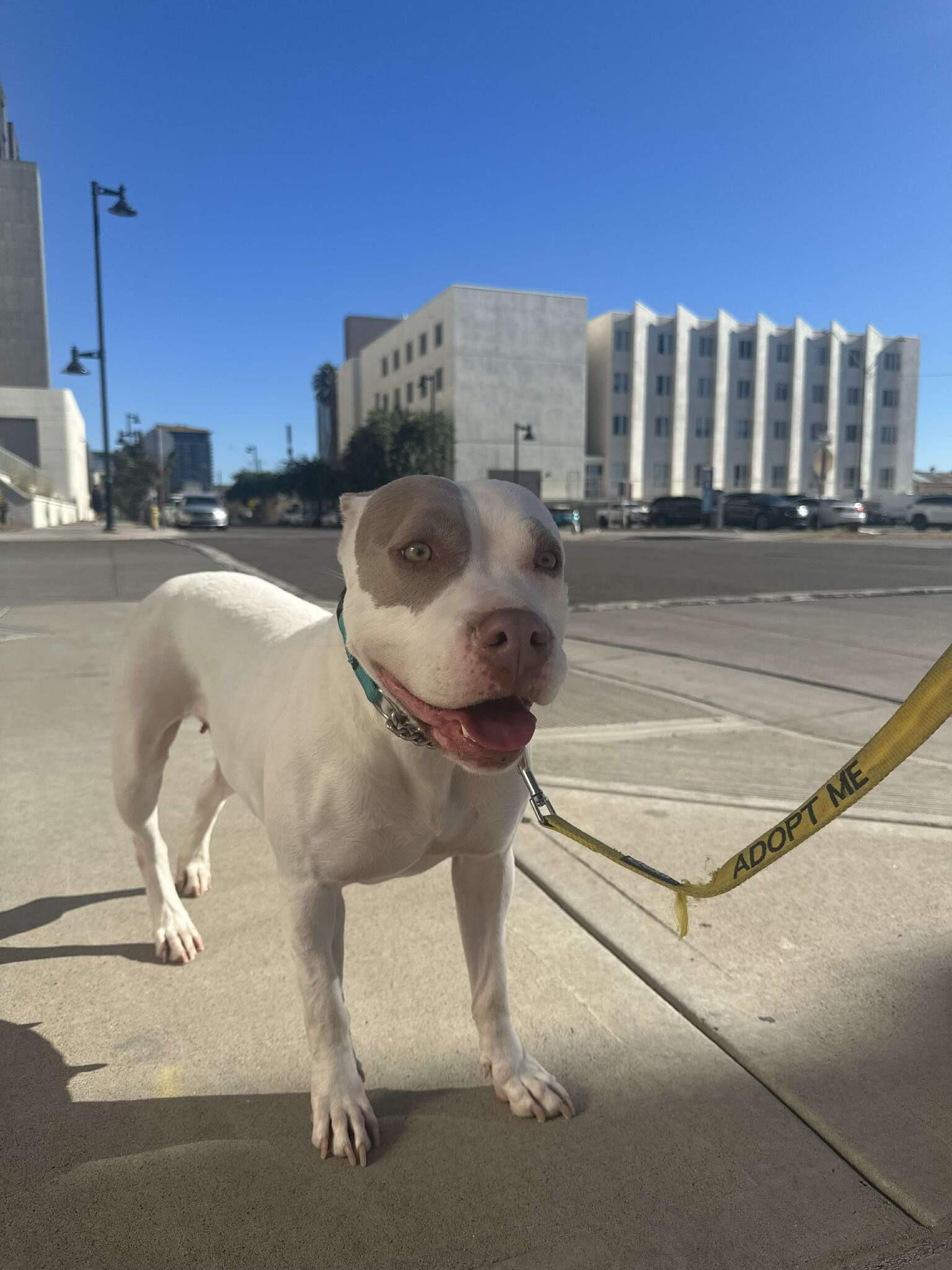 Enlarge Wanda 4090, an adoptable mixed breed in Phoenix, AZ image 1/5
