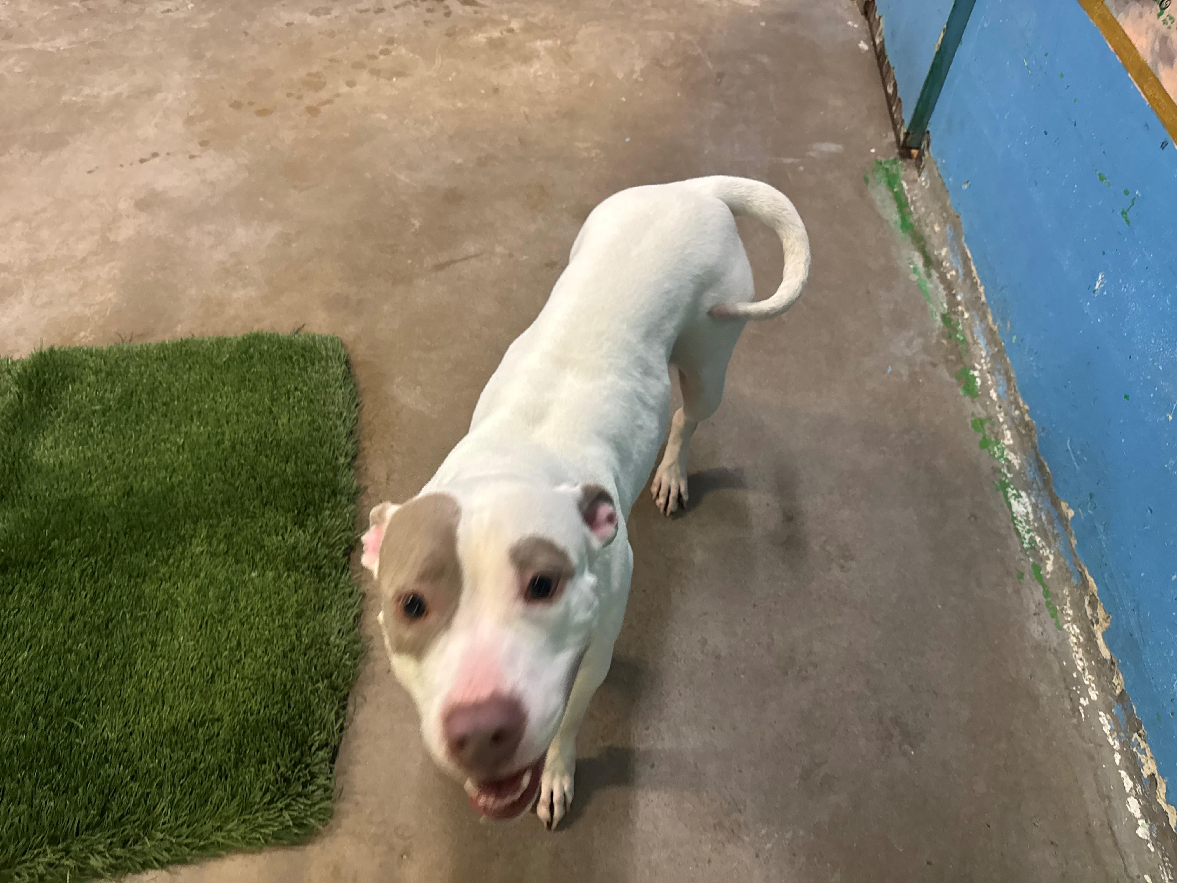 Enlarge Wanda 4090, an adoptable mixed breed in Phoenix, AZ image 4/5