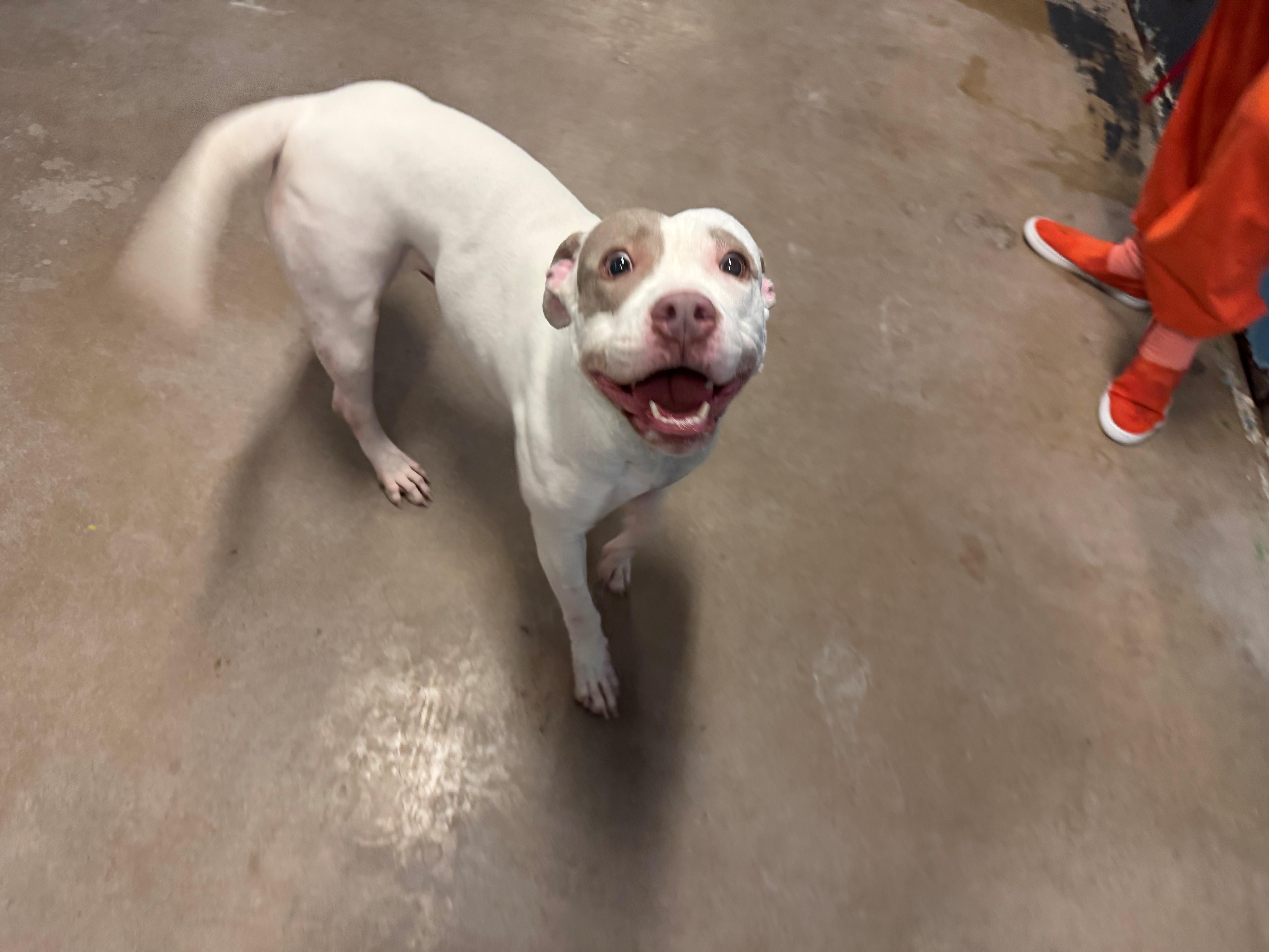 Enlarge Wanda 4090, an adoptable mixed breed in Phoenix, AZ image 5/5