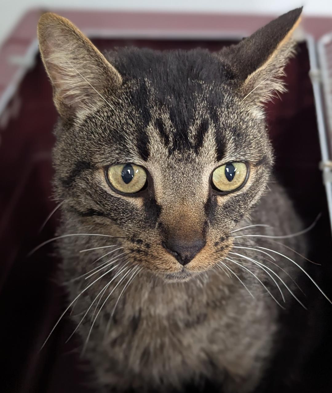 Chris, an adoptable Domestic Short Hair in Mount Vernon, OH, 43050 | Photo Image 1