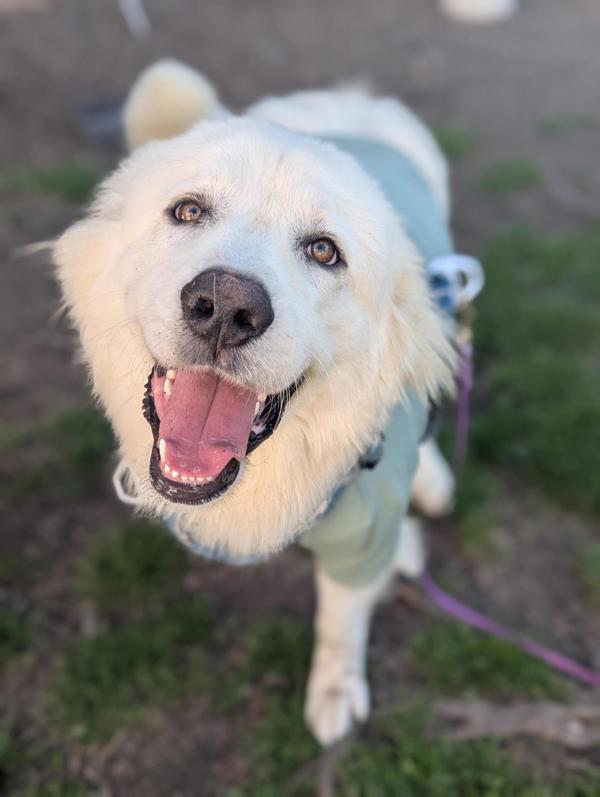 Enlarge Faucet, a Adoptable mixed breed in Santa Rosa, CA image 1/1