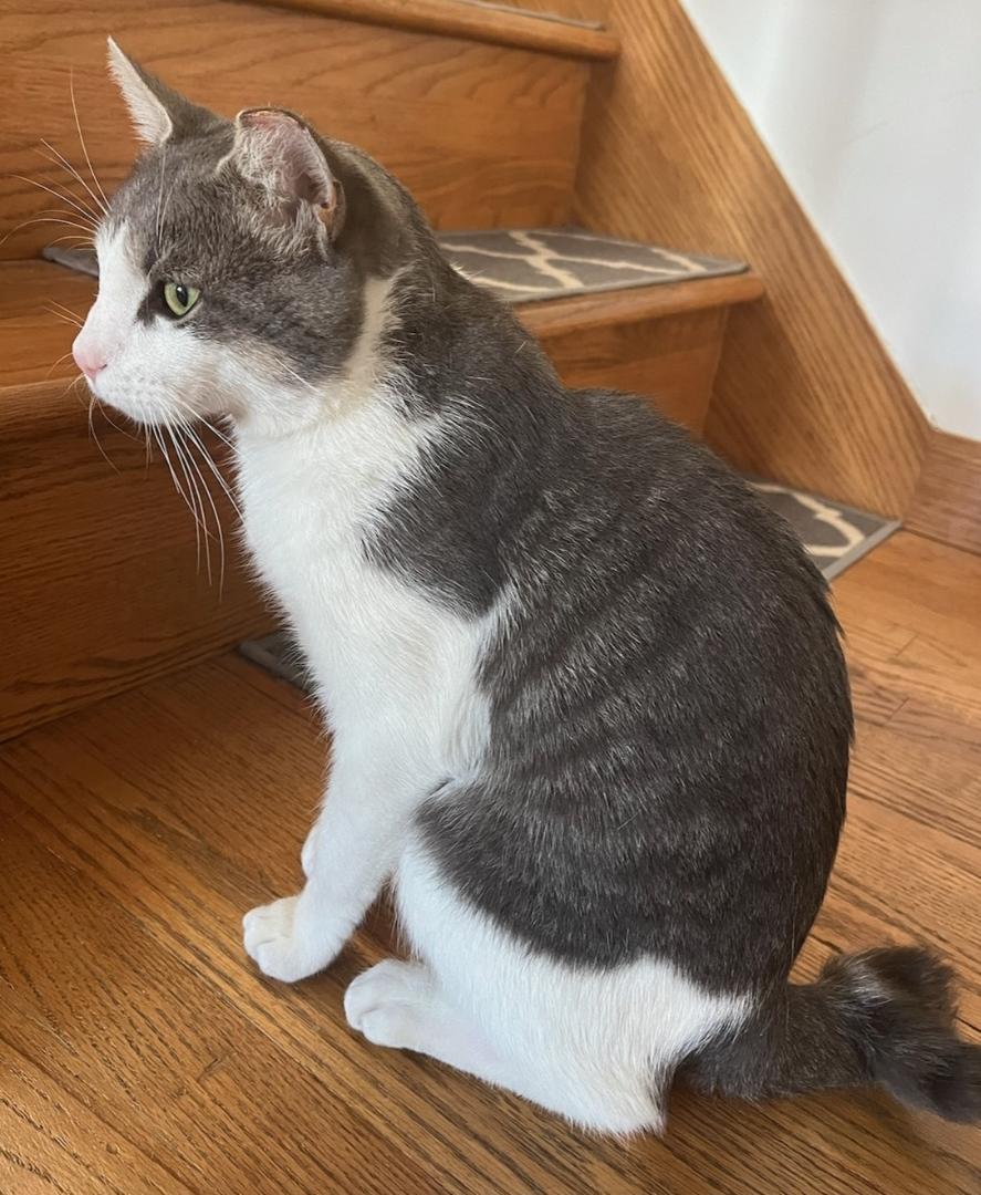 Lionel, adopted, Young Male Domestic Short Hair.