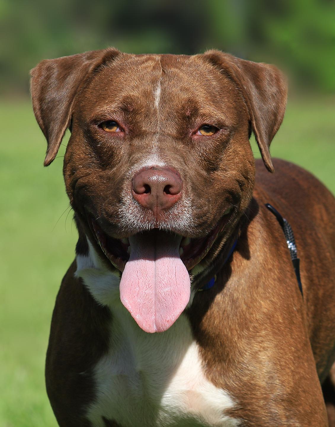 Frank, Young Male Pit Bull Terrier
