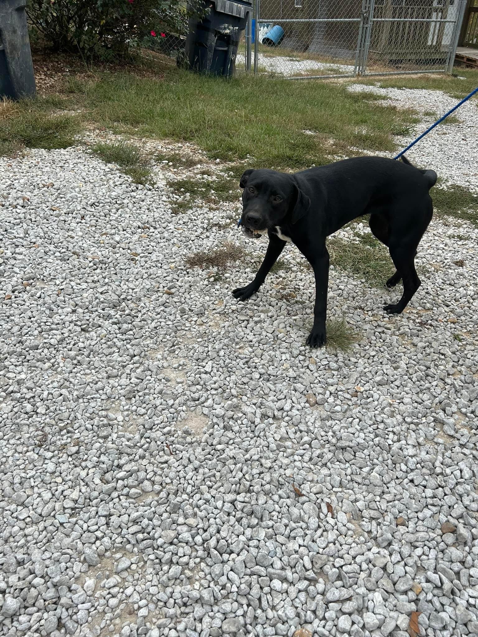 Ebony, Adopted, Adult Female Black Labrador Retriever.