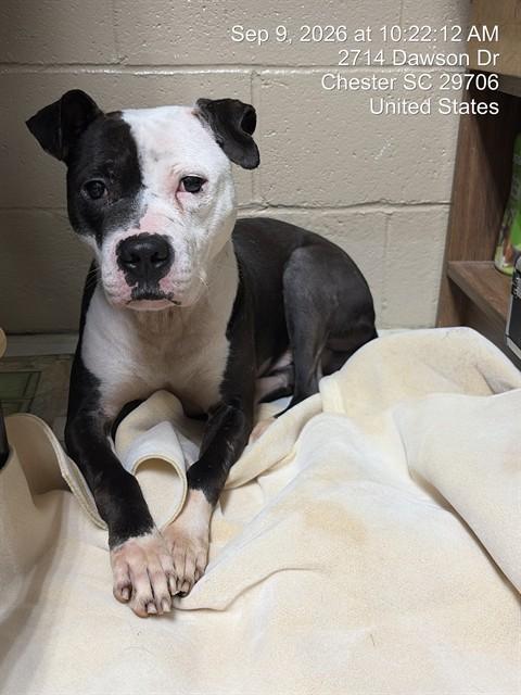 Enlarge LORCAN, a Adoptable American Staffordshire Terrier in Chester, SC image 1/1