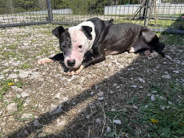 LORCAN, Adoptable, Young Male American Staffordshire Terrier.