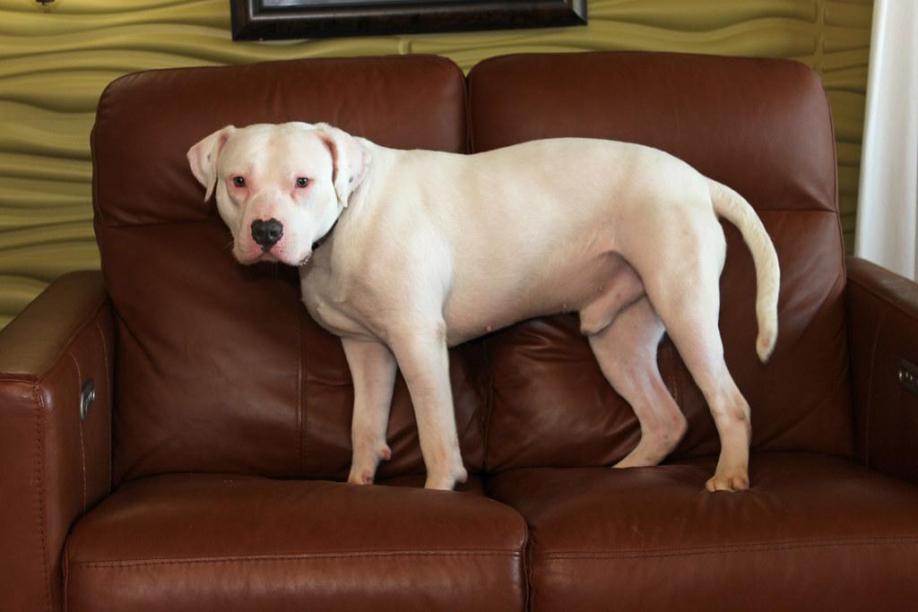 Enlarge Cheeto, a Adopted mixed breed in Sioux Falls, SD image 1/6