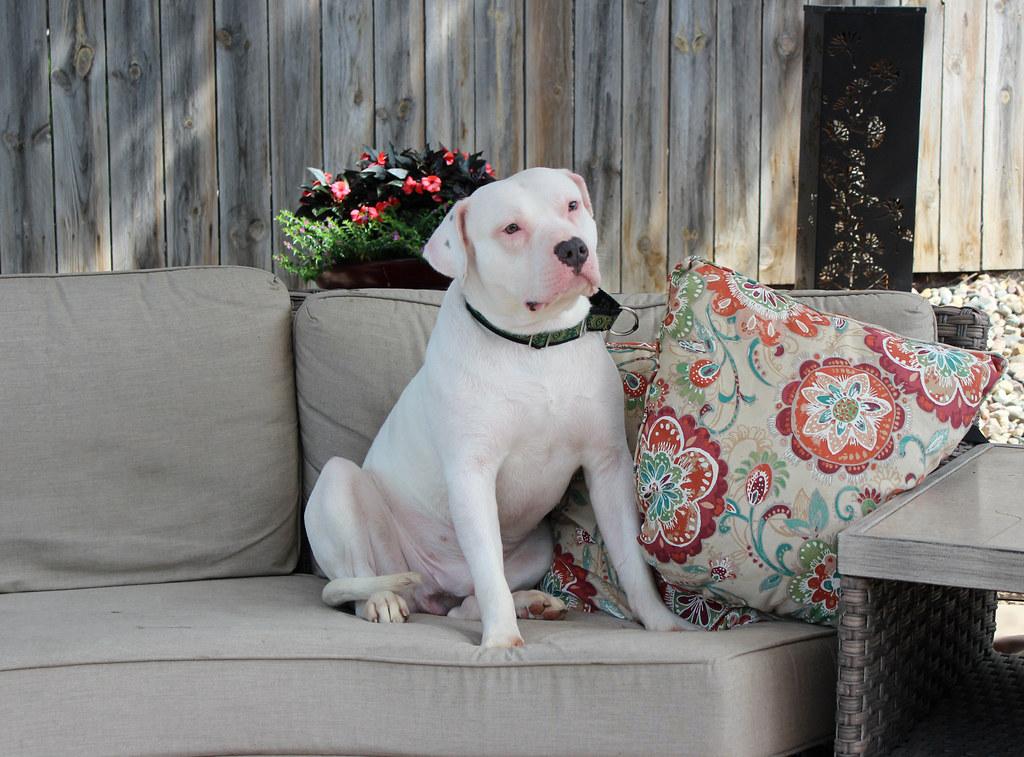 Enlarge Cheeto, a Adopted mixed breed in Sioux Falls, SD image 2/6