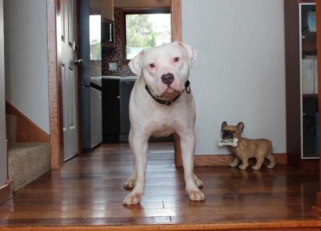 Enlarge Cheeto, a Adopted mixed breed in Sioux Falls, SD image 4/6