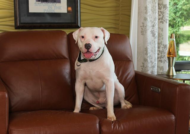 Enlarge Cheeto, a Adopted mixed breed in Sioux Falls, SD image 5/6