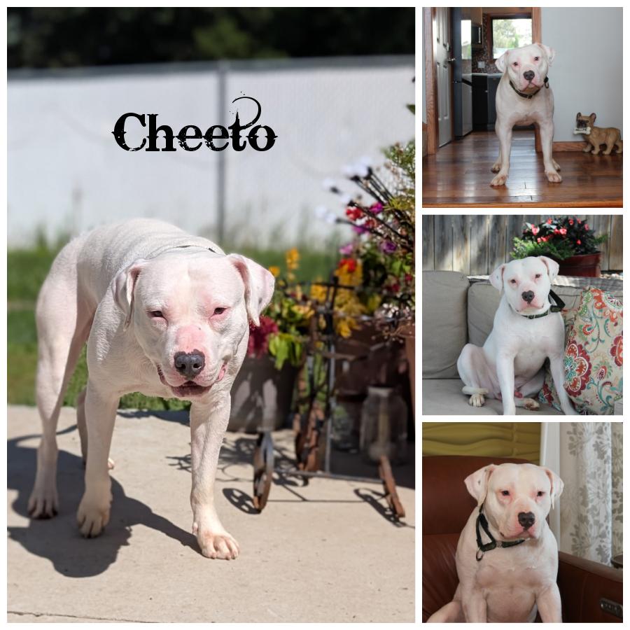 Enlarge Cheeto, a Adopted mixed breed in Sioux Falls, SD image 6/6