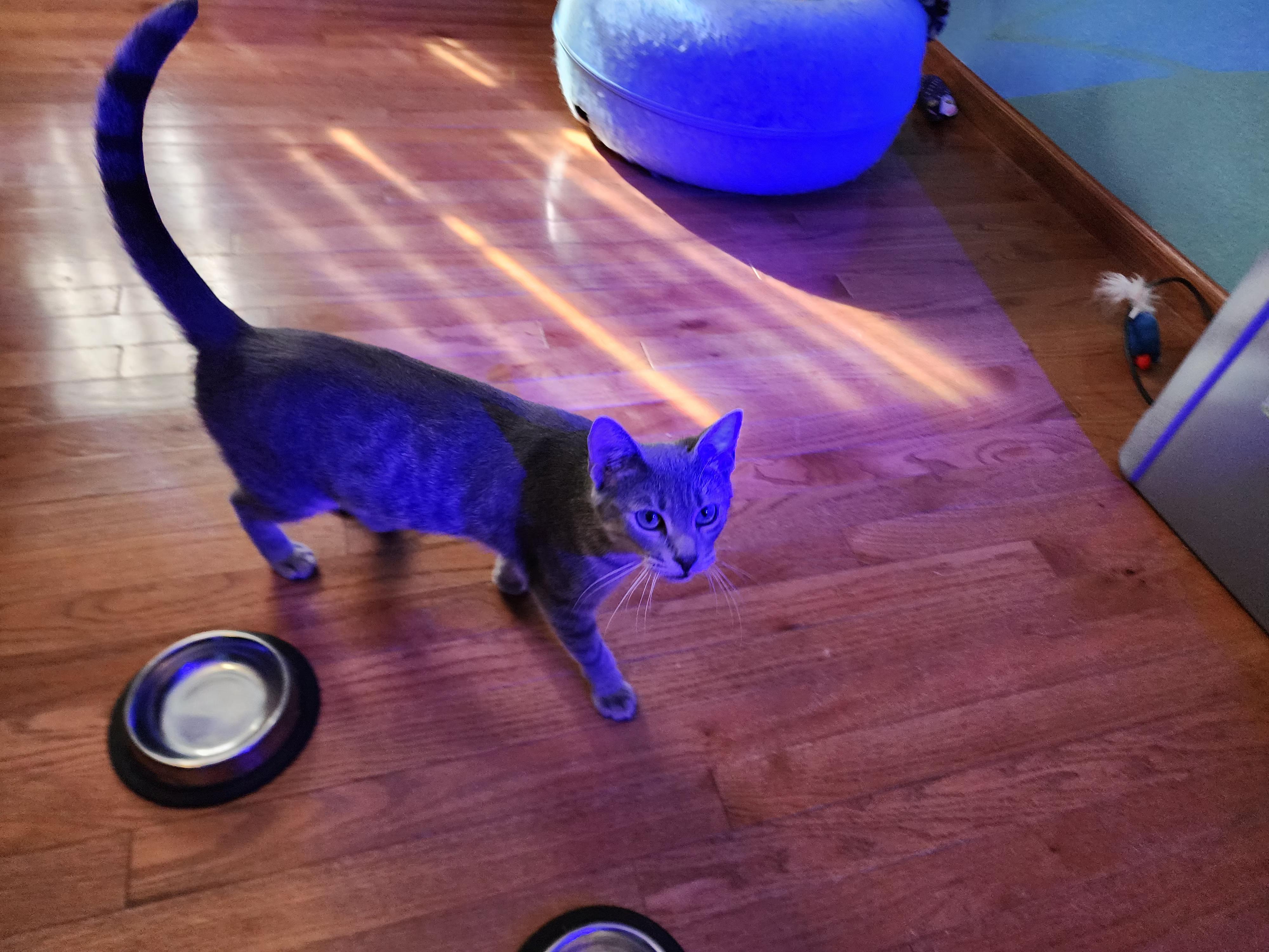 Flower, a Adoptable Domestic Short Hair in Sedalia, MO image 3/3